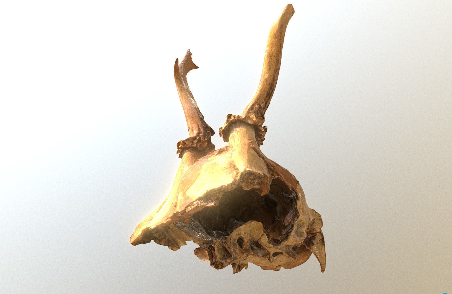 Scanned photorealistic broken roe dear skull with horns Low-poly 3D model_1