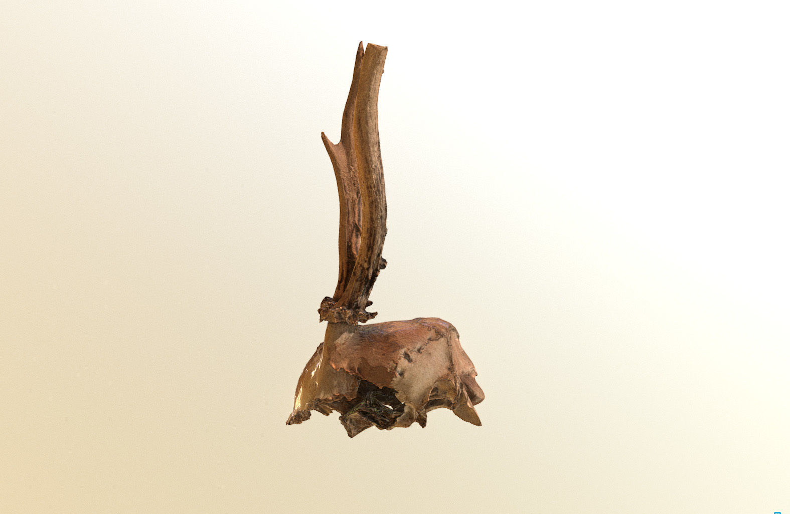 Scanned photorealistic broken roe dear skull with horns Low-poly 3D model_8