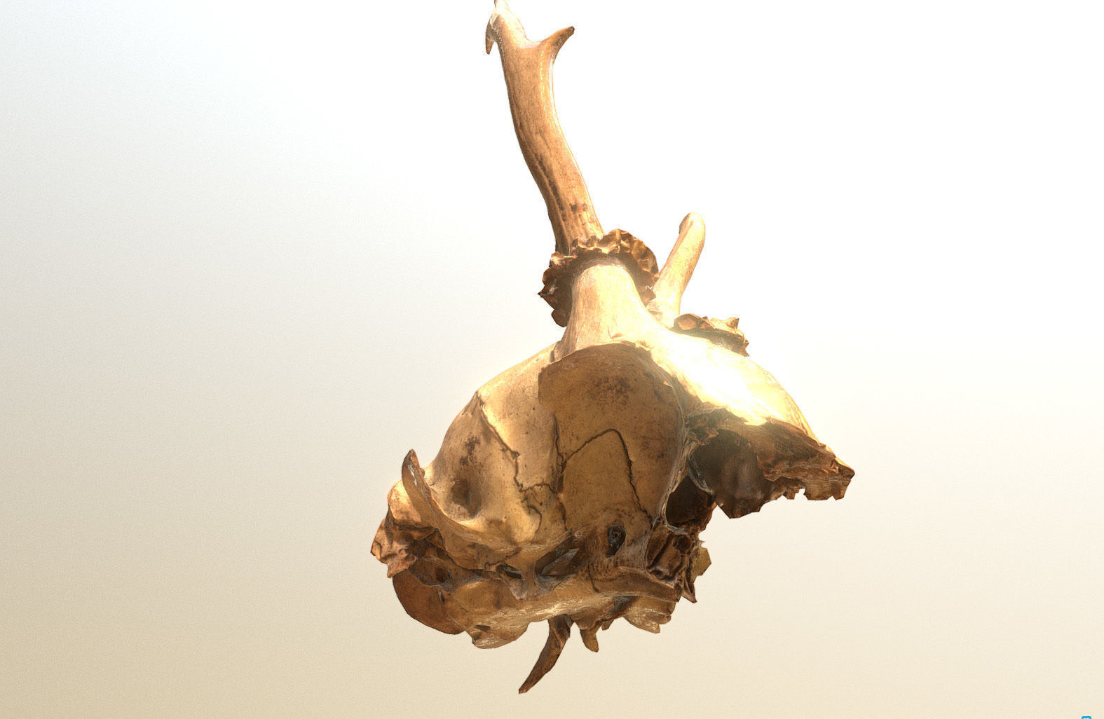 Scanned photorealistic broken roe dear skull with horns Low-poly 3D model_2