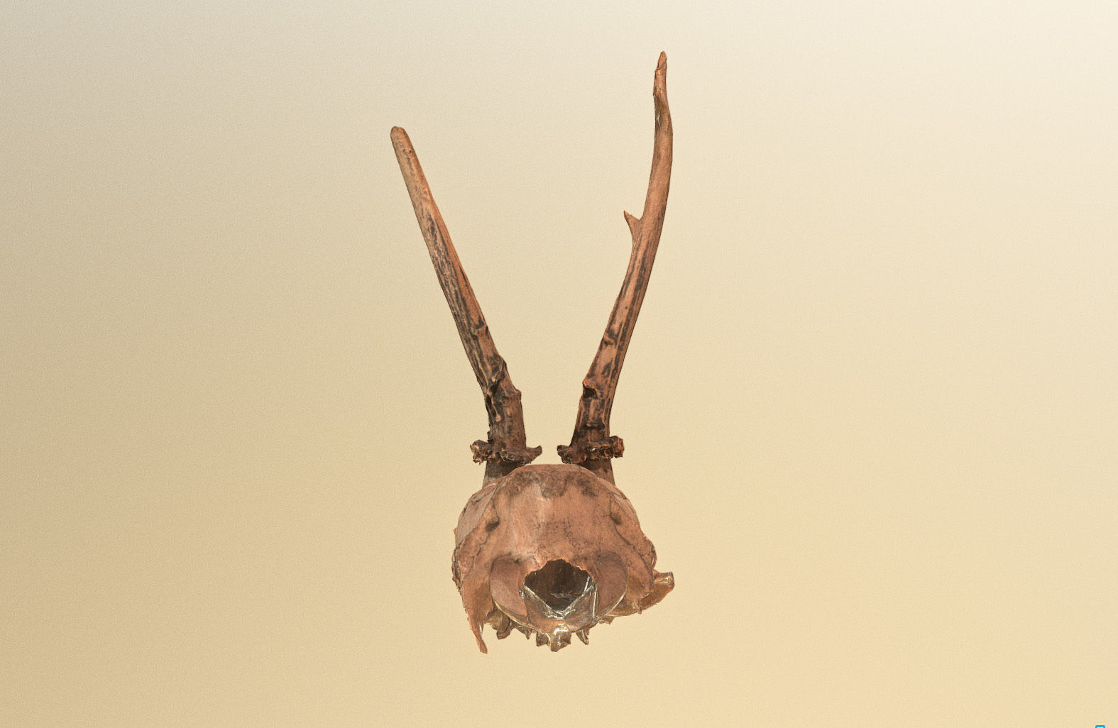 Scanned photorealistic broken roe dear skull with horns Low-poly 3D model_11