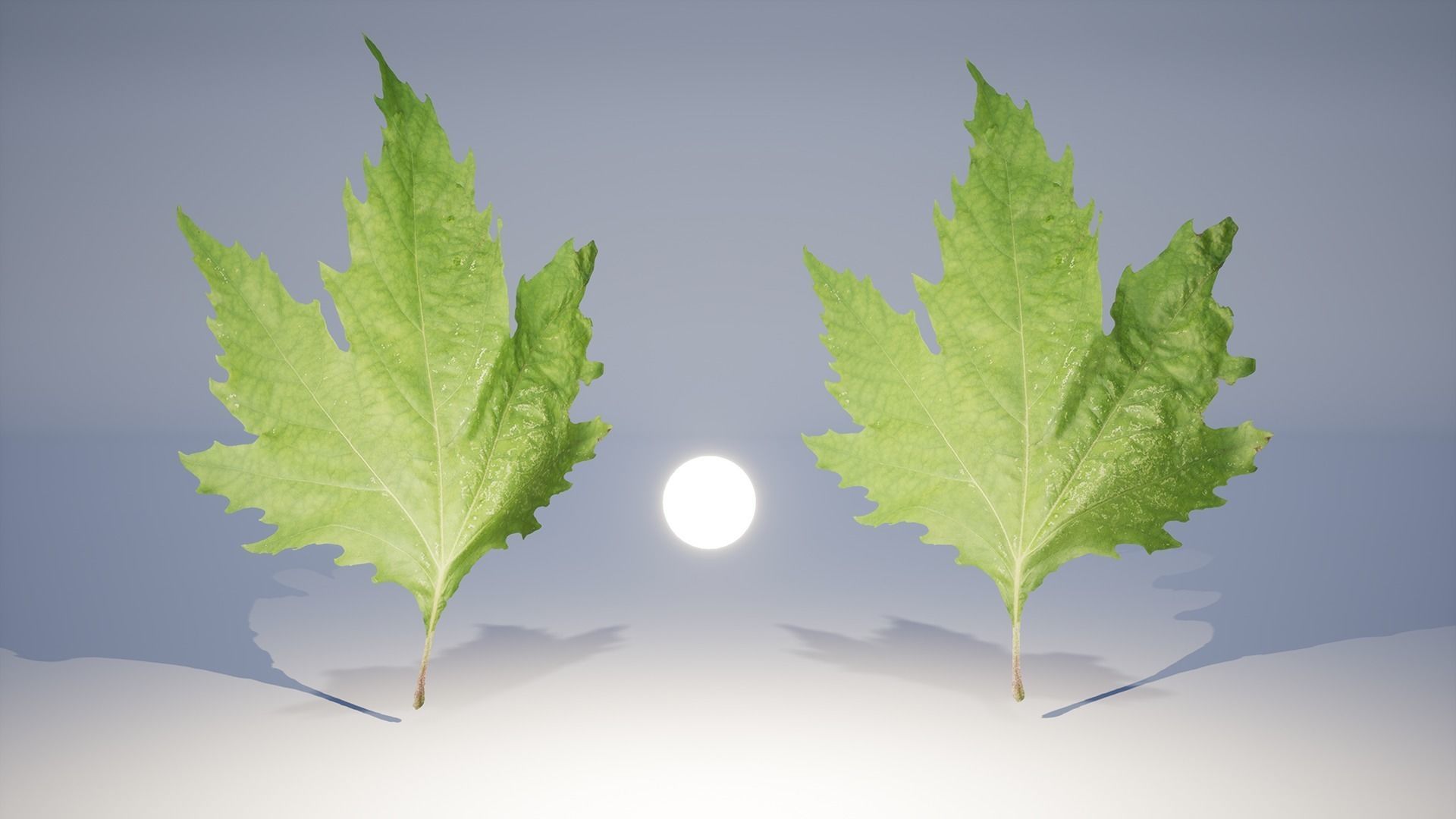 Leaf Pack Low-poly 3D model_28