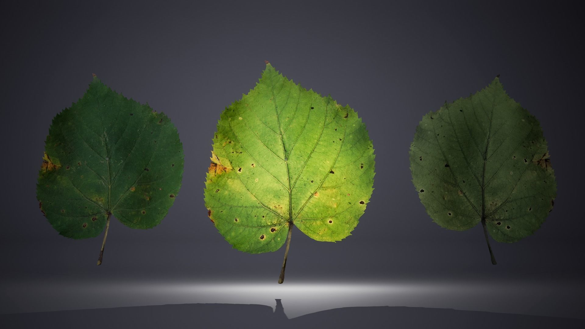 Leaf Pack Low-poly 3D model_24