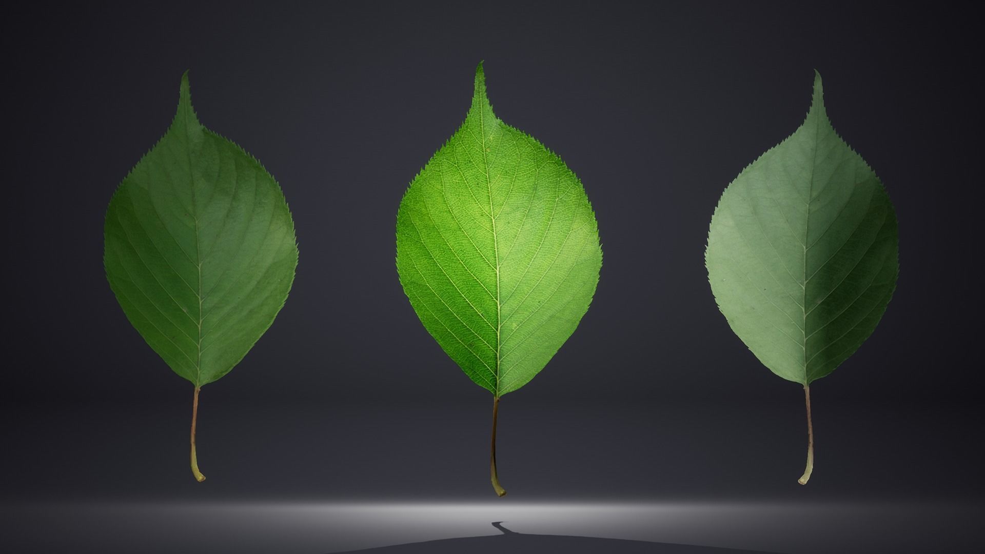 Leaf Pack Low-poly 3D model_18