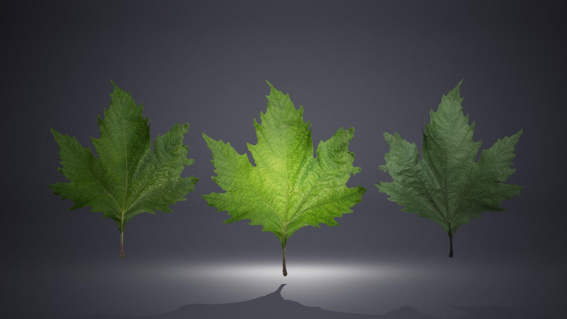 Leaf Pack Low-poly 3D model_5