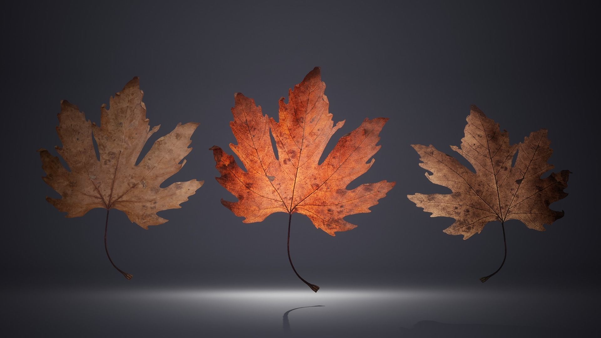 Leaf Pack Low-poly 3D model_11