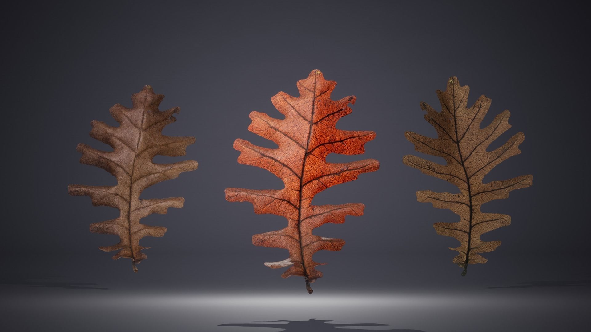Leaf Pack Low-poly 3D model_20