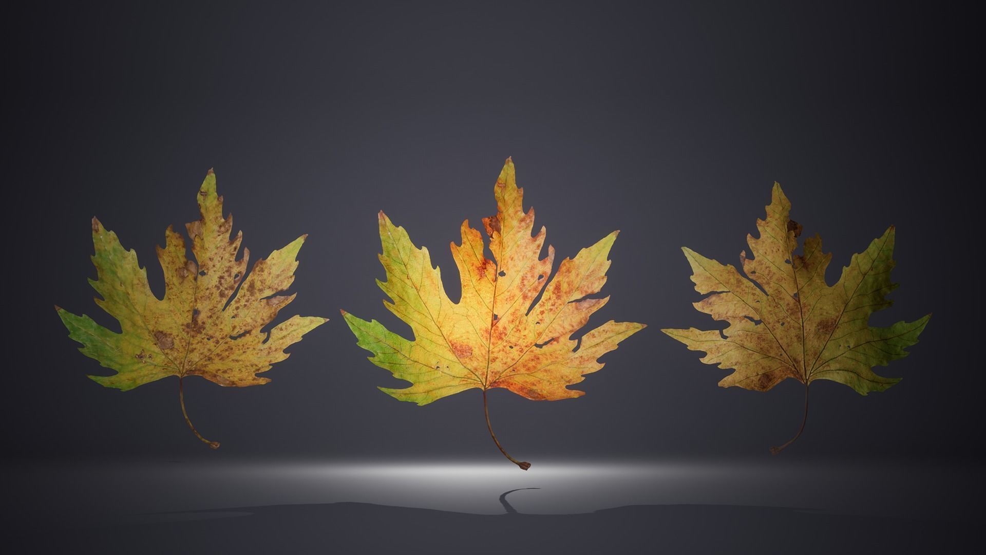 Leaf Pack Low-poly 3D model_22