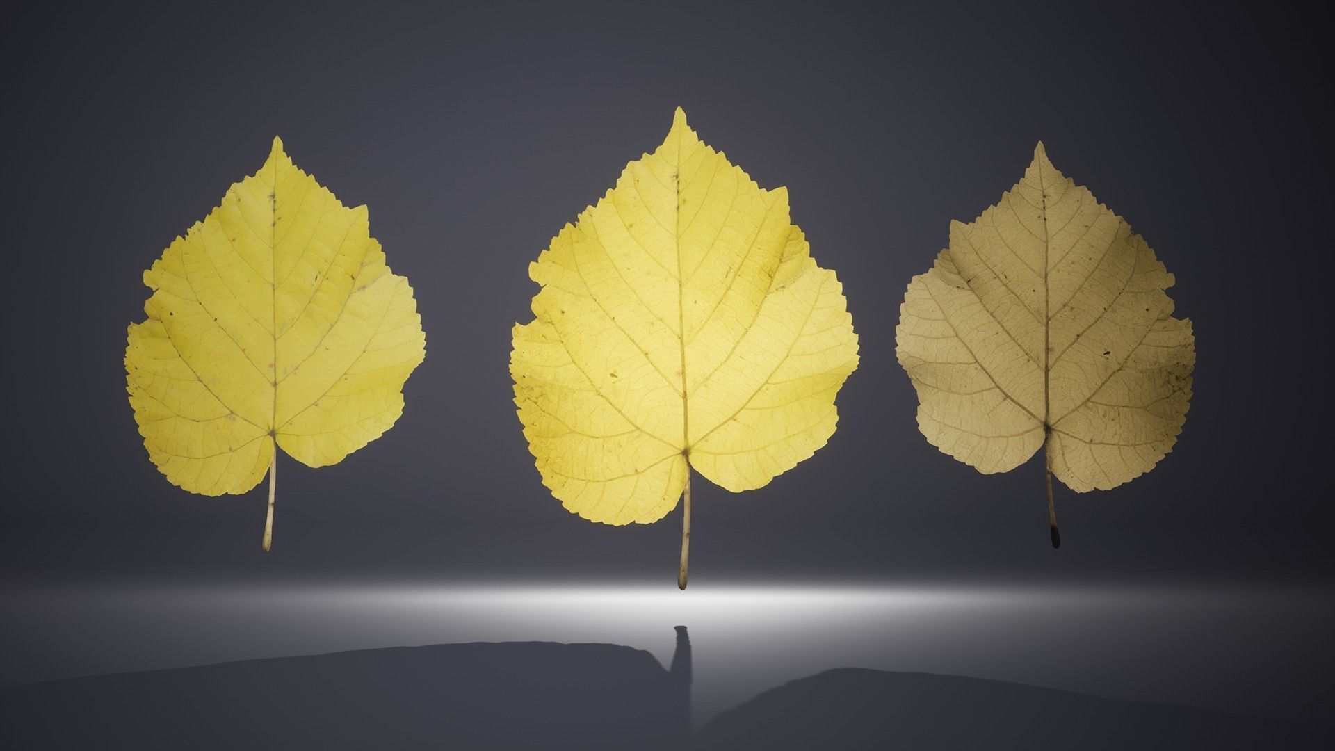 Leaf Pack Low-poly 3D model_12