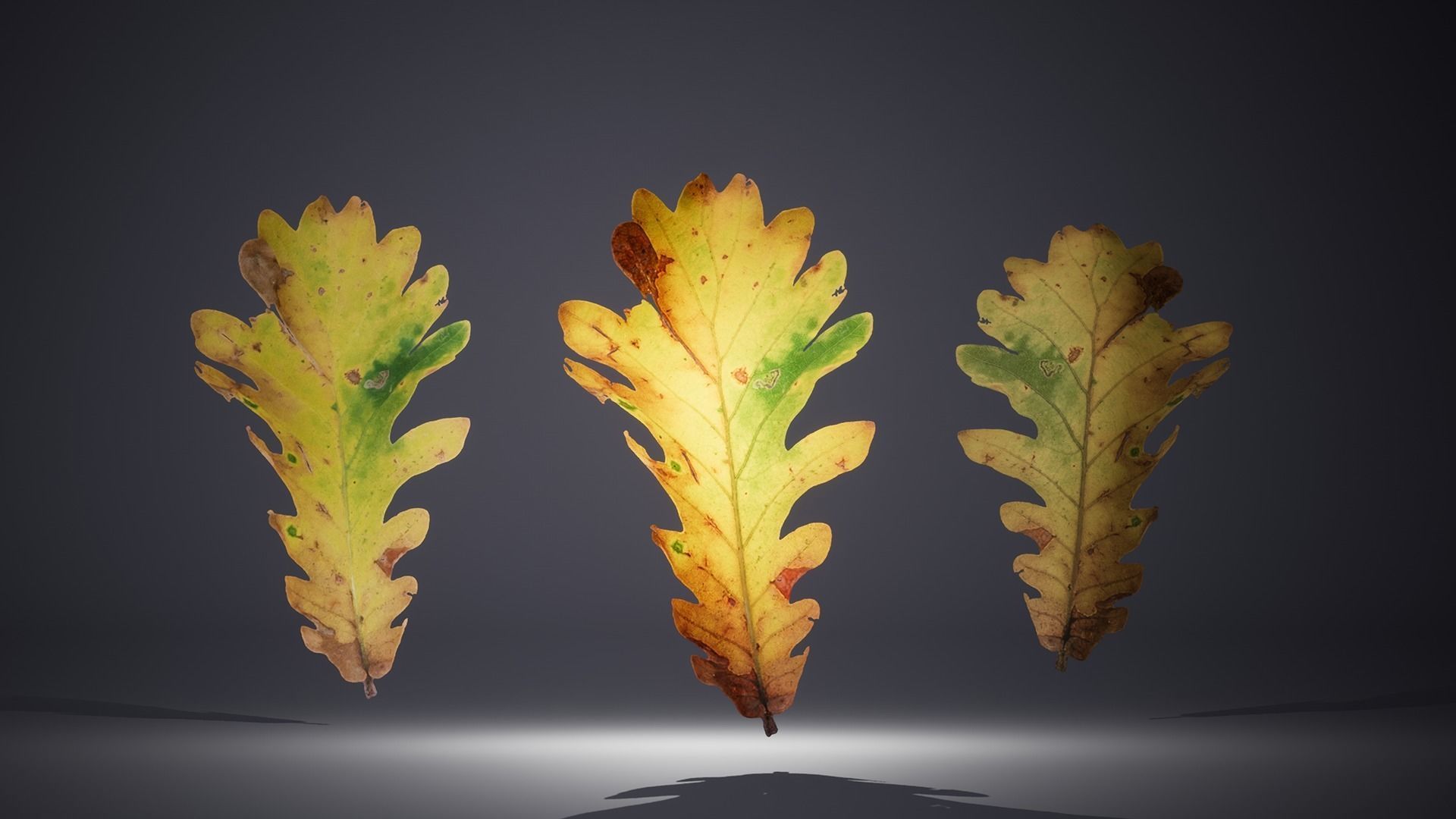 Leaf Pack Low-poly 3D model_14