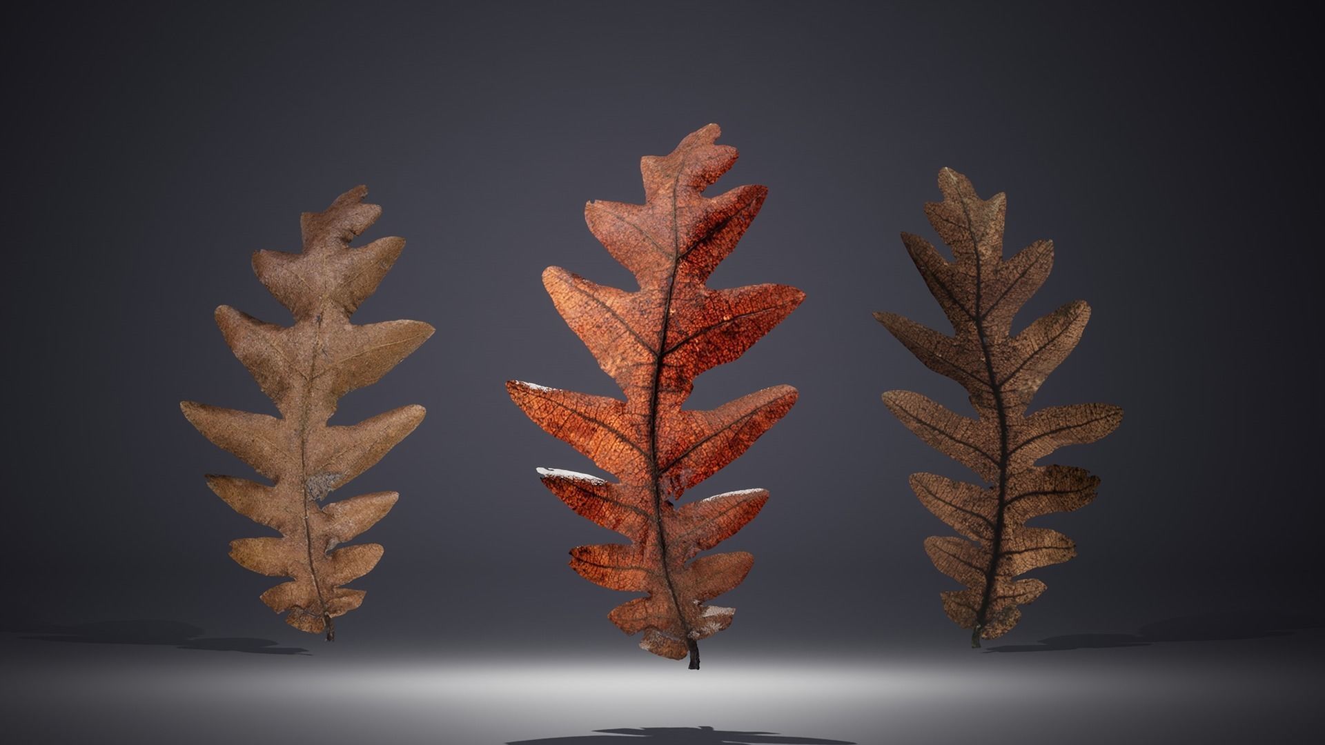 Leaf Pack Low-poly 3D model_2