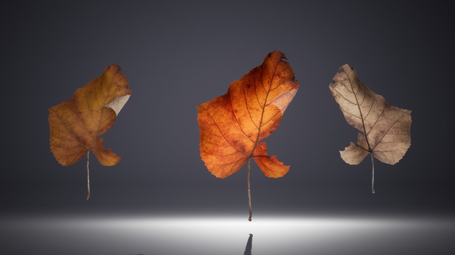 Leaf Pack Low-poly 3D model_25