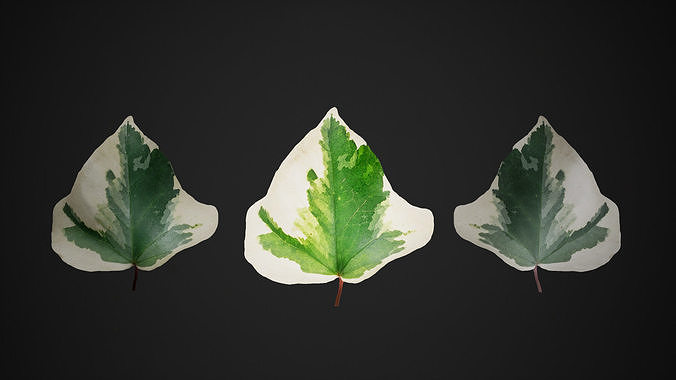 Leaf Pack Low-poly 3D model