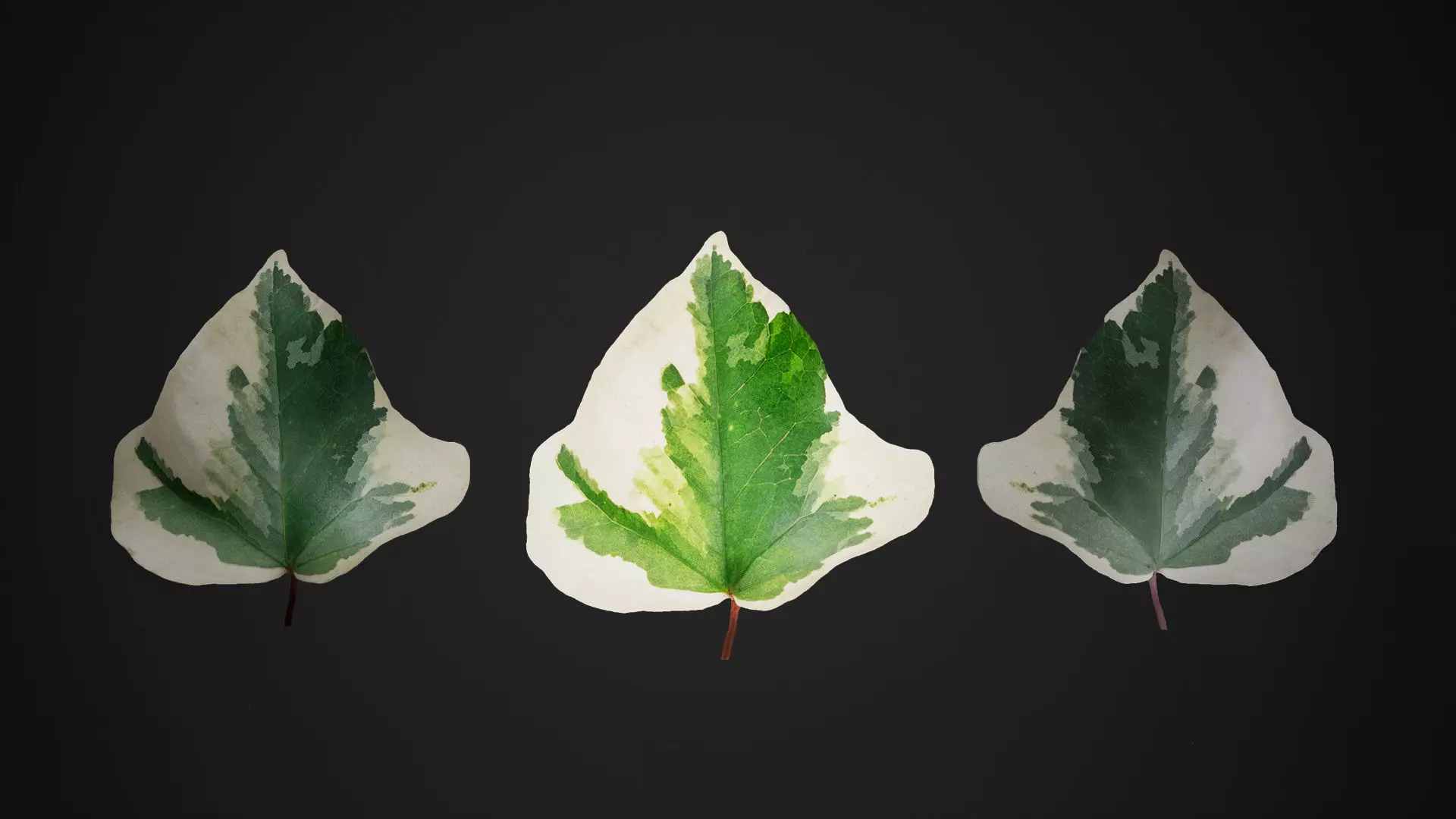 Leaf Pack Low-poly 3D model_0