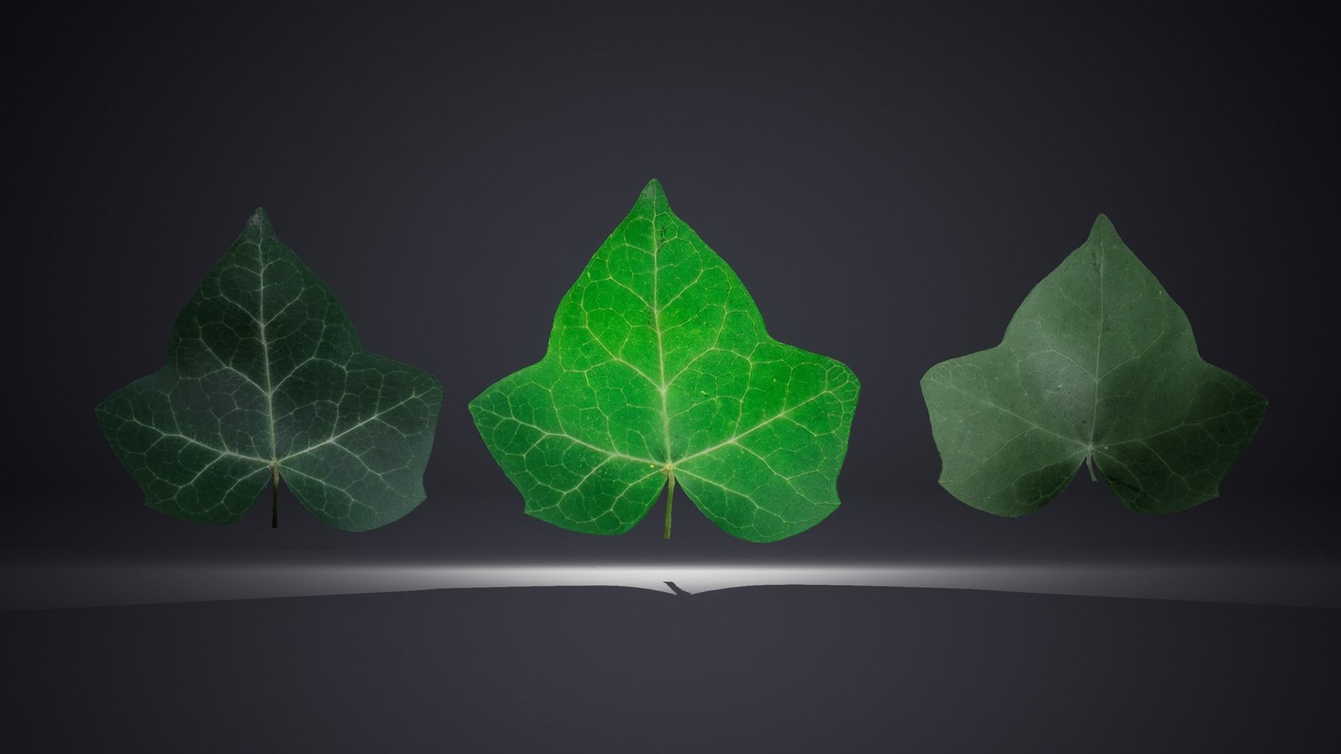 Leaf Pack Low-poly 3D model_10
