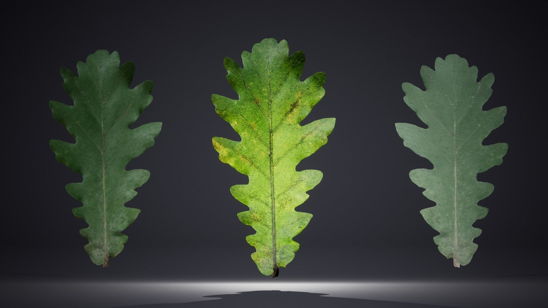 Leaf Pack Low-poly 3D model_13