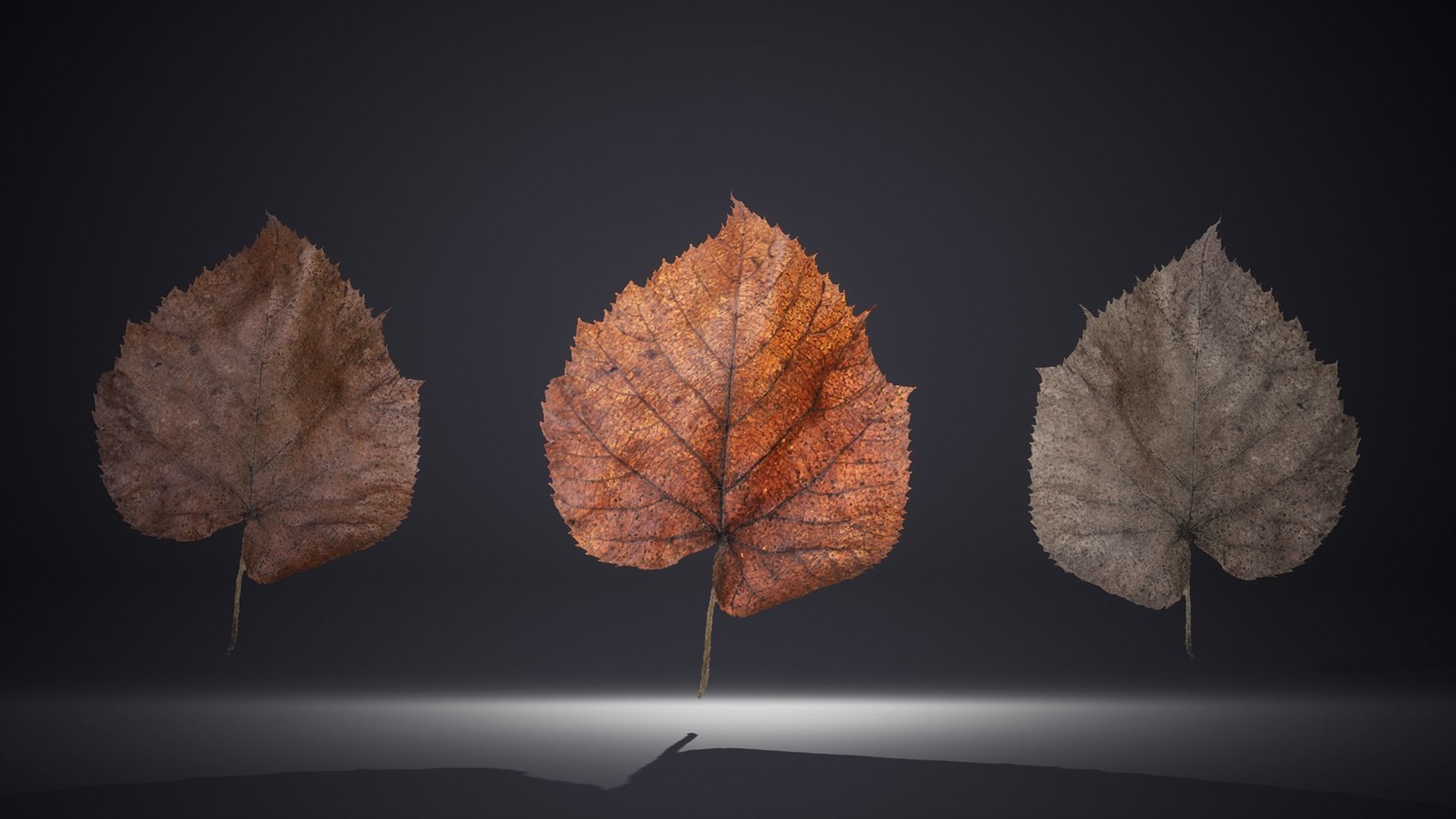 Leaf Pack Low-poly 3D model_27