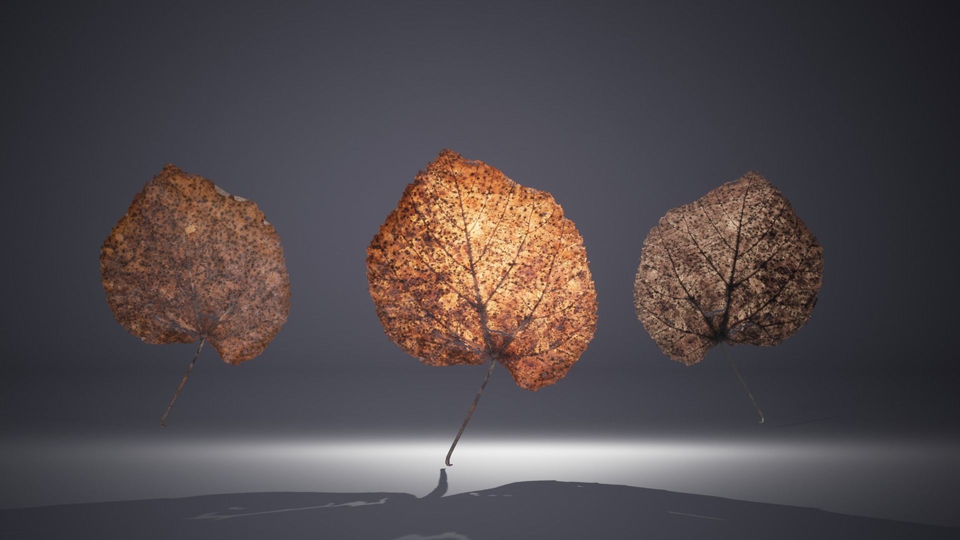 Leaf Pack Low-poly 3D model_17
