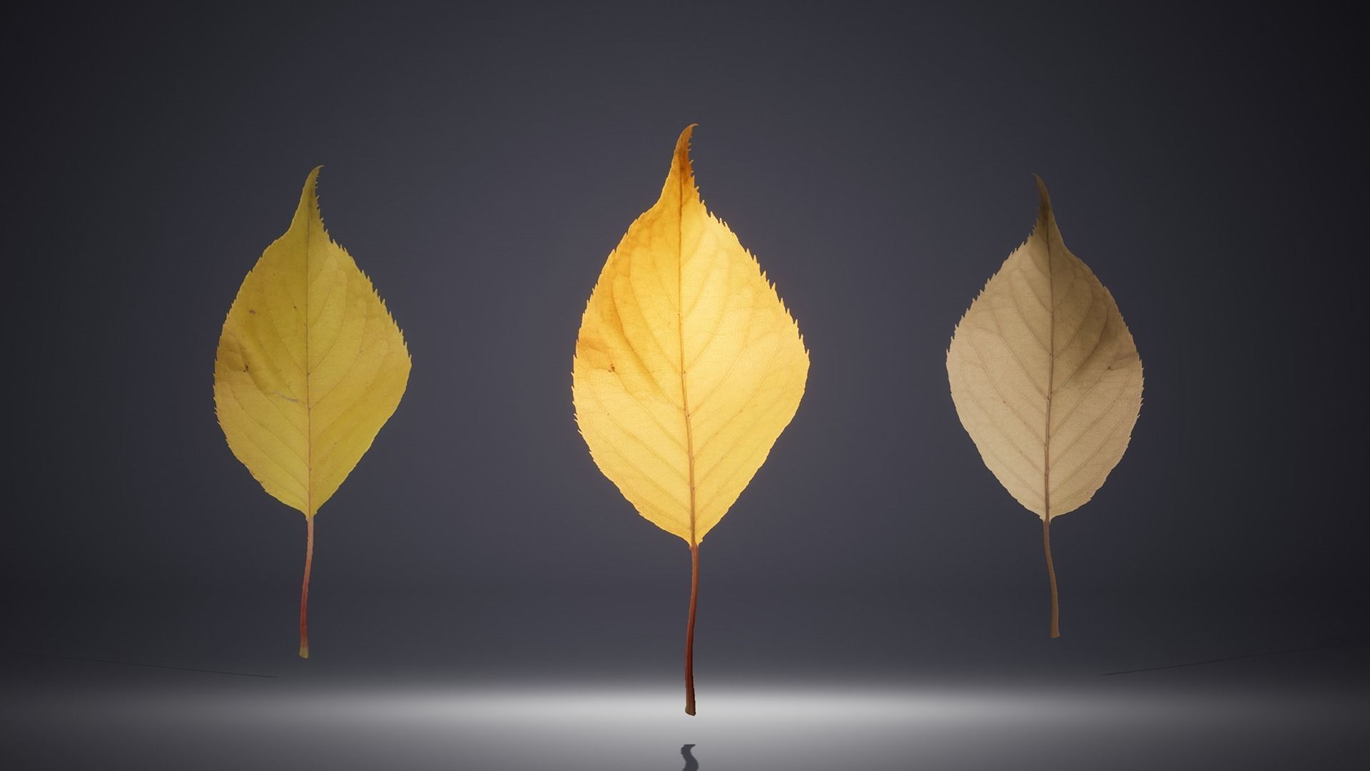 Leaf Pack Low-poly 3D model_15