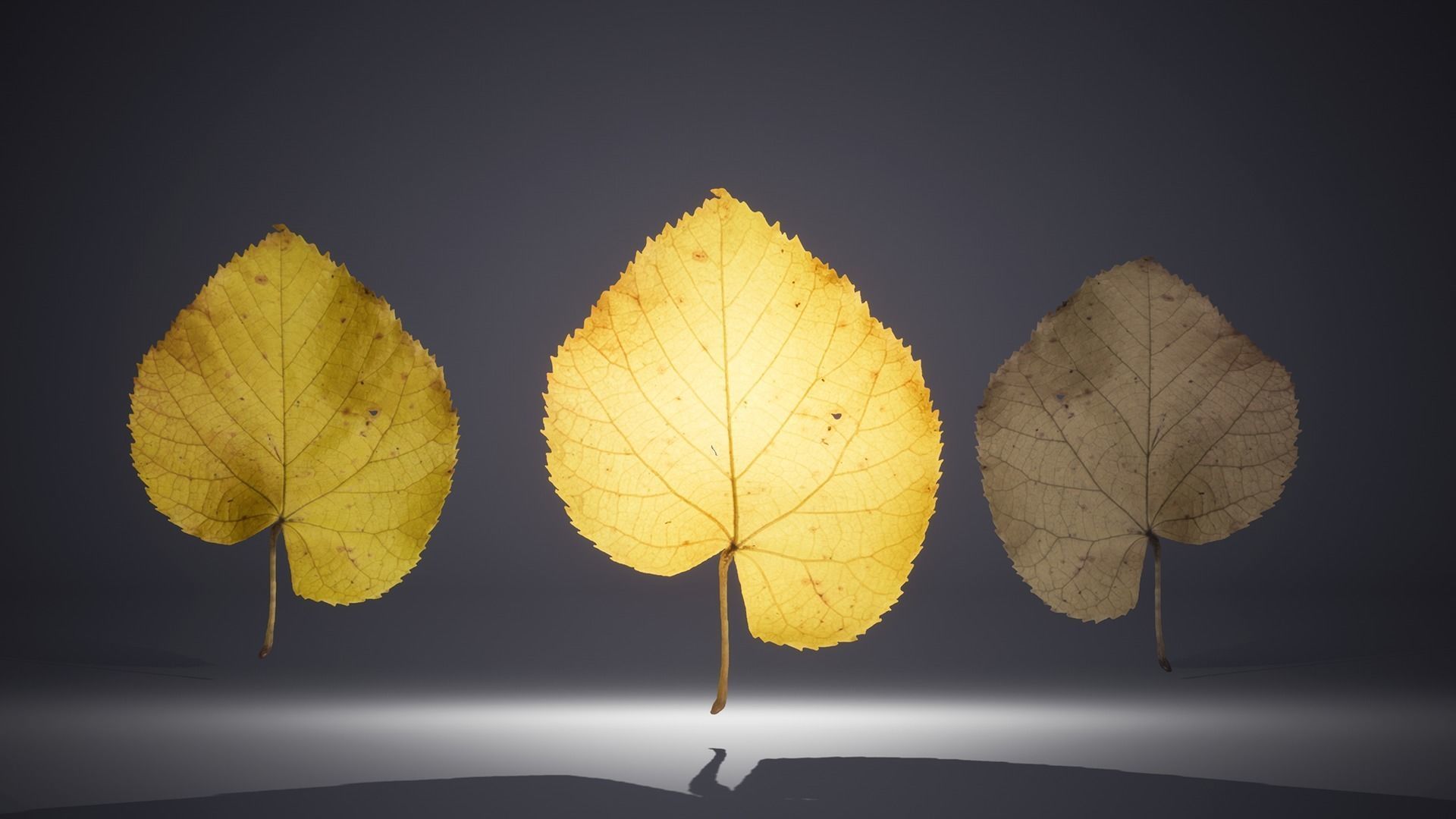 Leaf Pack Low-poly 3D model_4