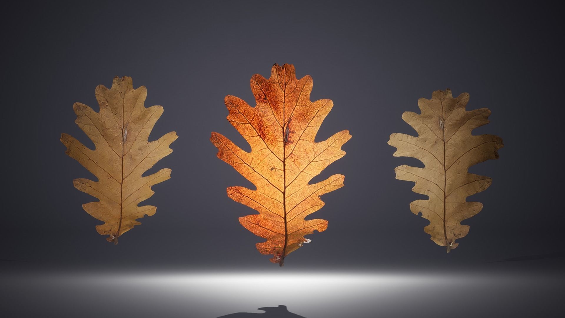 Leaf Pack Low-poly 3D model_26