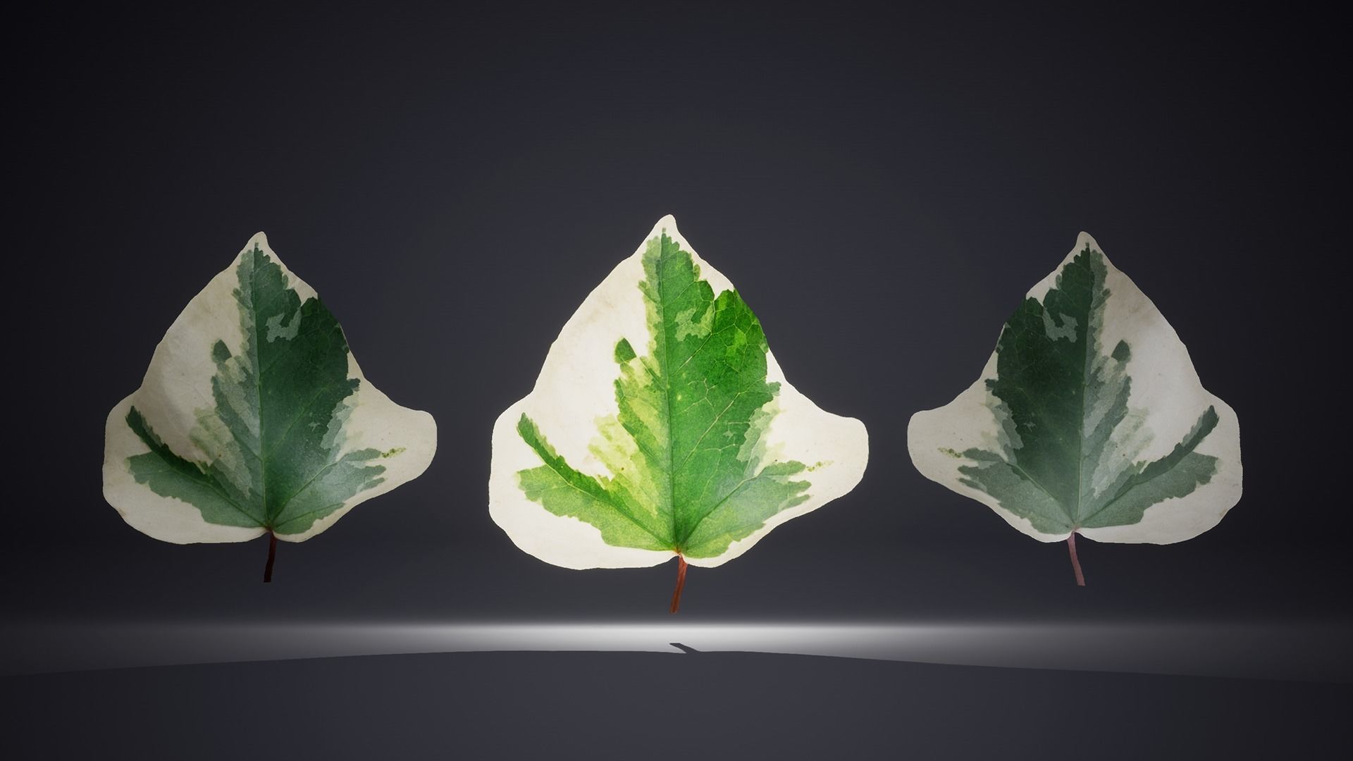 Leaf Pack Low-poly 3D model_7