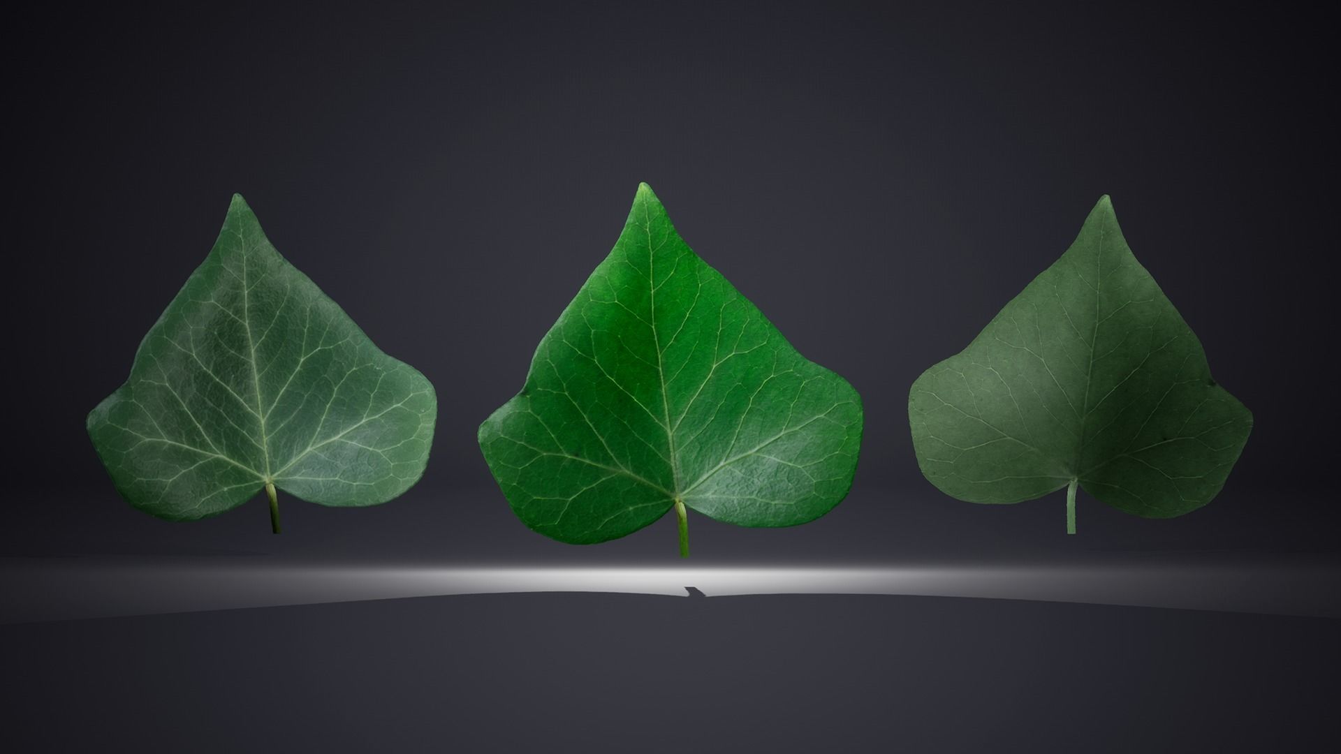 Leaf Pack Low-poly 3D model_9