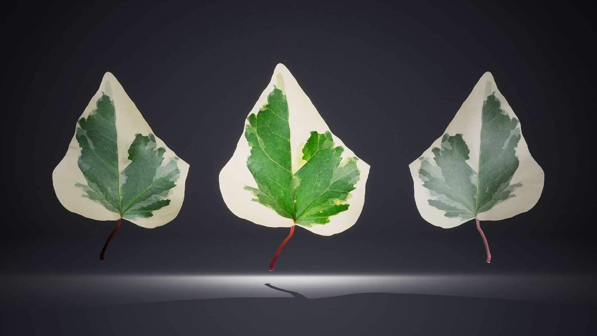 Leaf Pack Low-poly 3D model_8