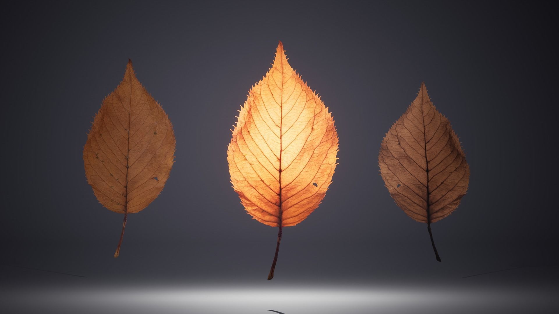 Leaf Pack Low-poly 3D model_19