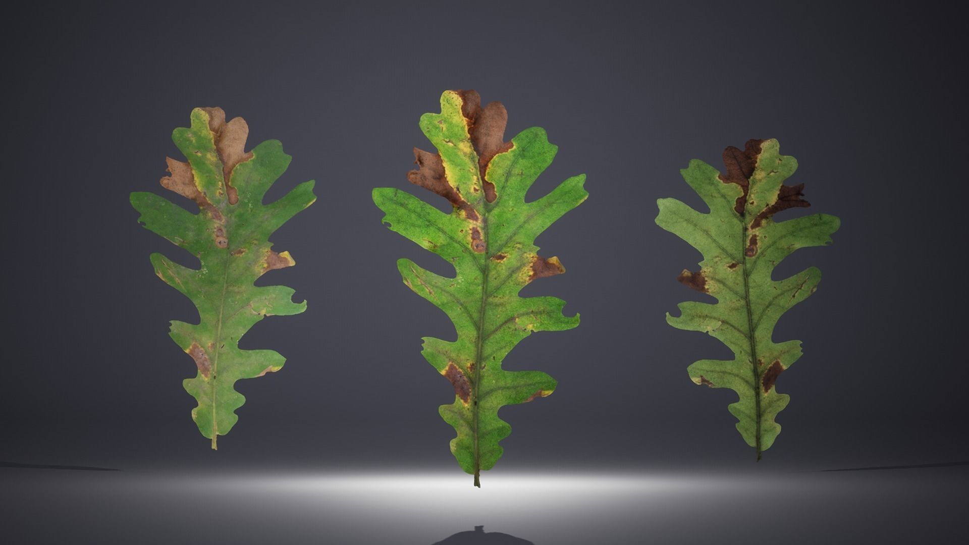 Leaf Pack Low-poly 3D model_16