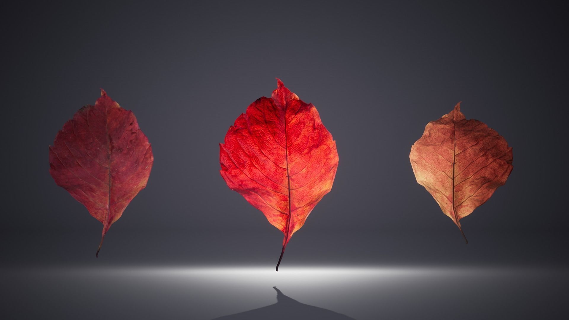 Leaf Pack Low-poly 3D model_3