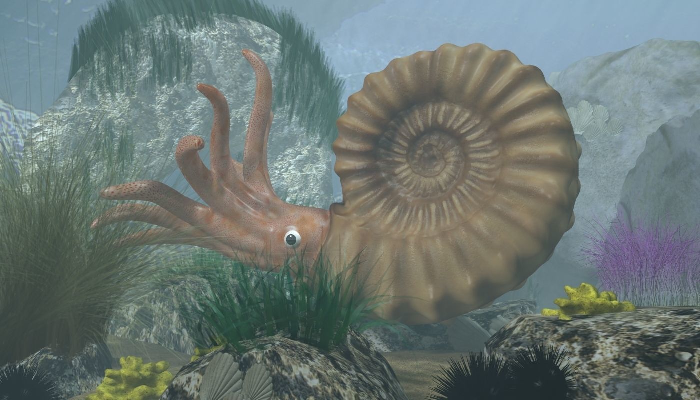 Ammonite with complete underwater scene Low-poly 3D model_1