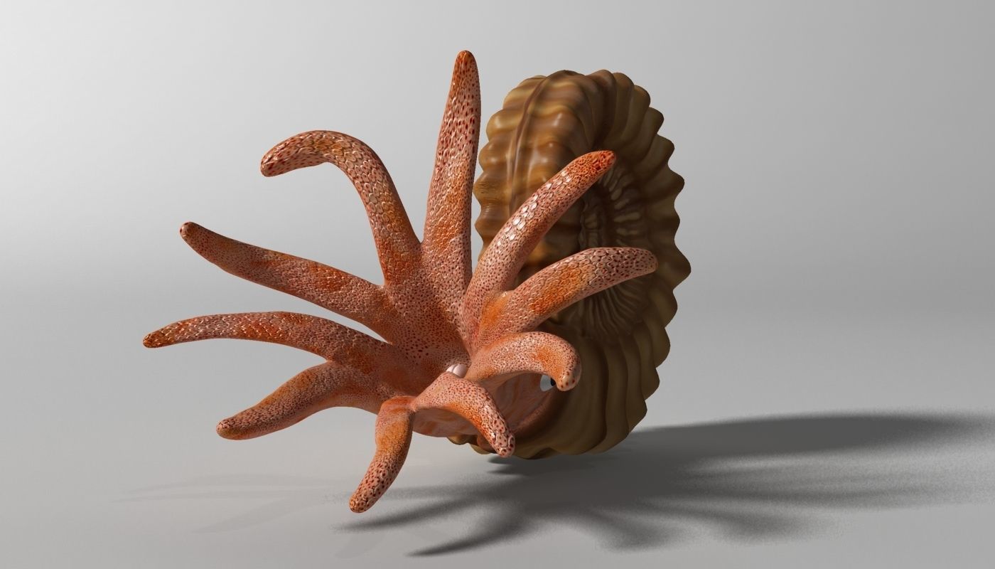 Ammonite with complete underwater scene Low-poly 3D model_3