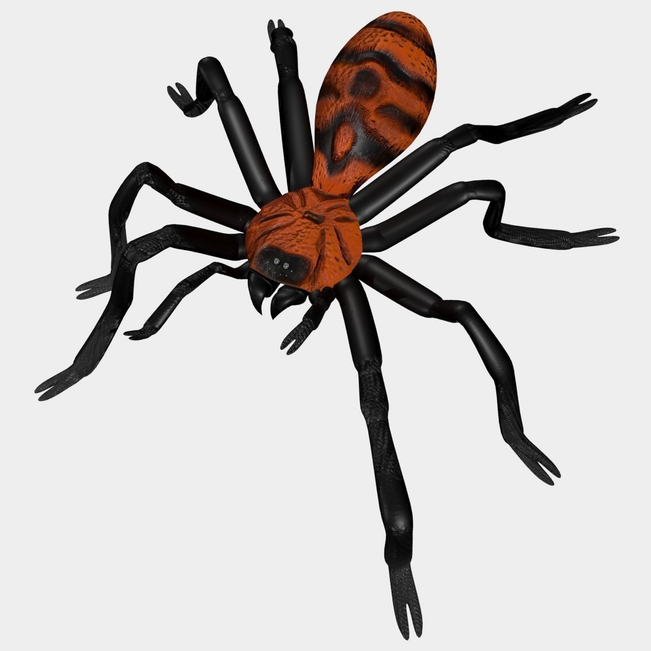 High Quality Tiger Rump Tarantula Low-poly 3D model_1