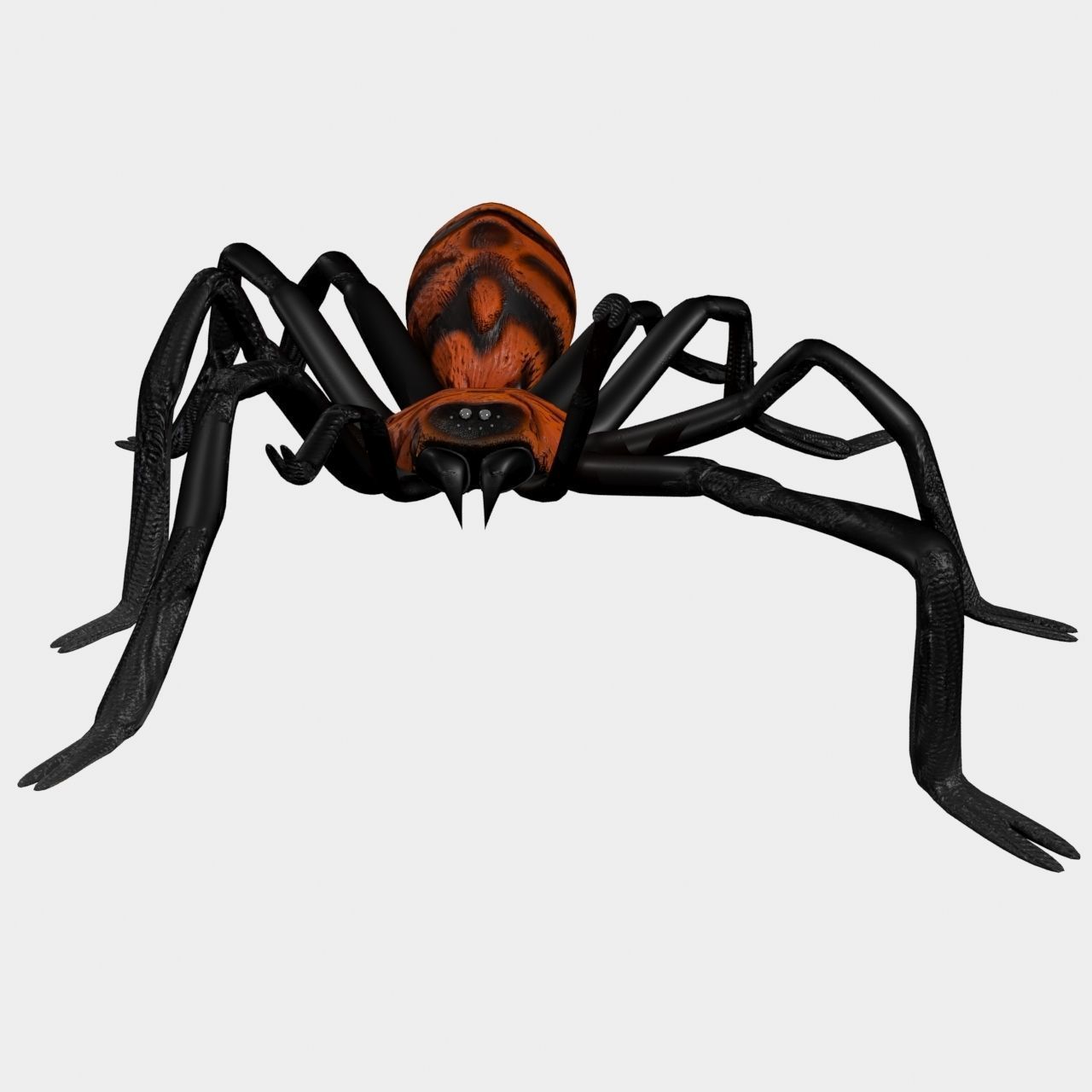 High Quality Tiger Rump Tarantula Low-poly 3D model_5