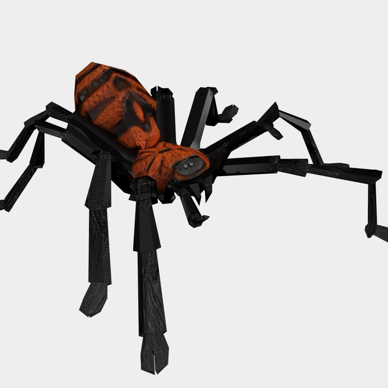 High Quality Tiger Rump Tarantula Low-poly 3D model_12
