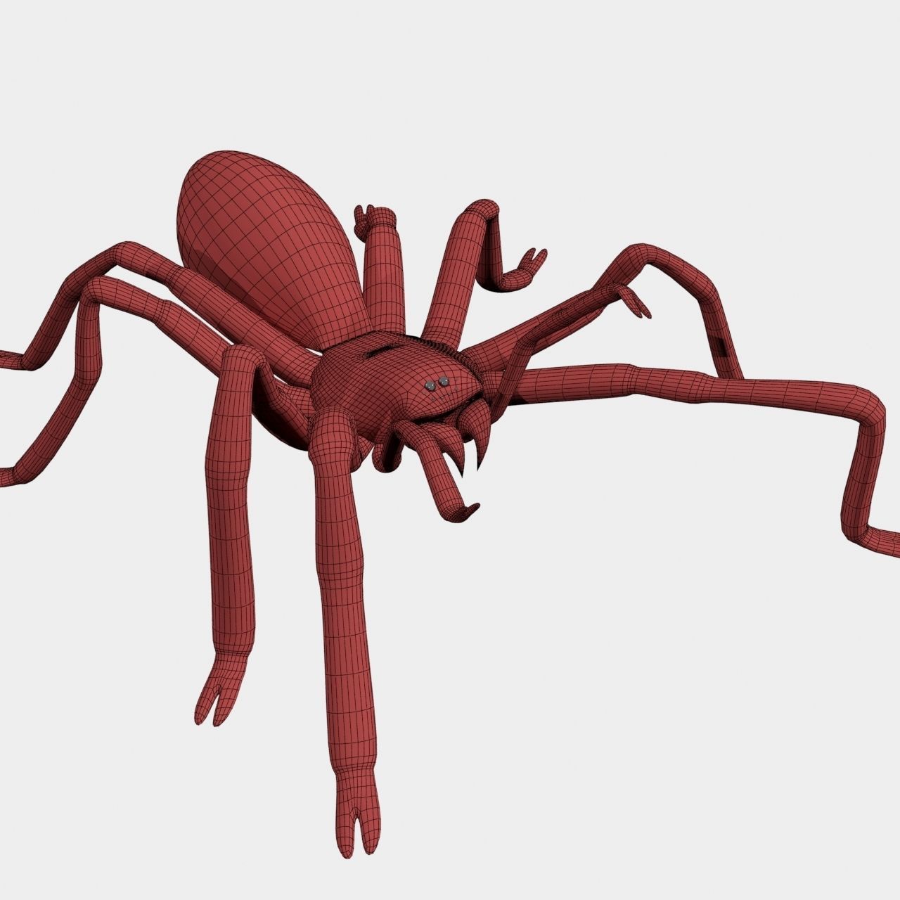 High Quality Tiger Rump Tarantula Low-poly 3D model_17