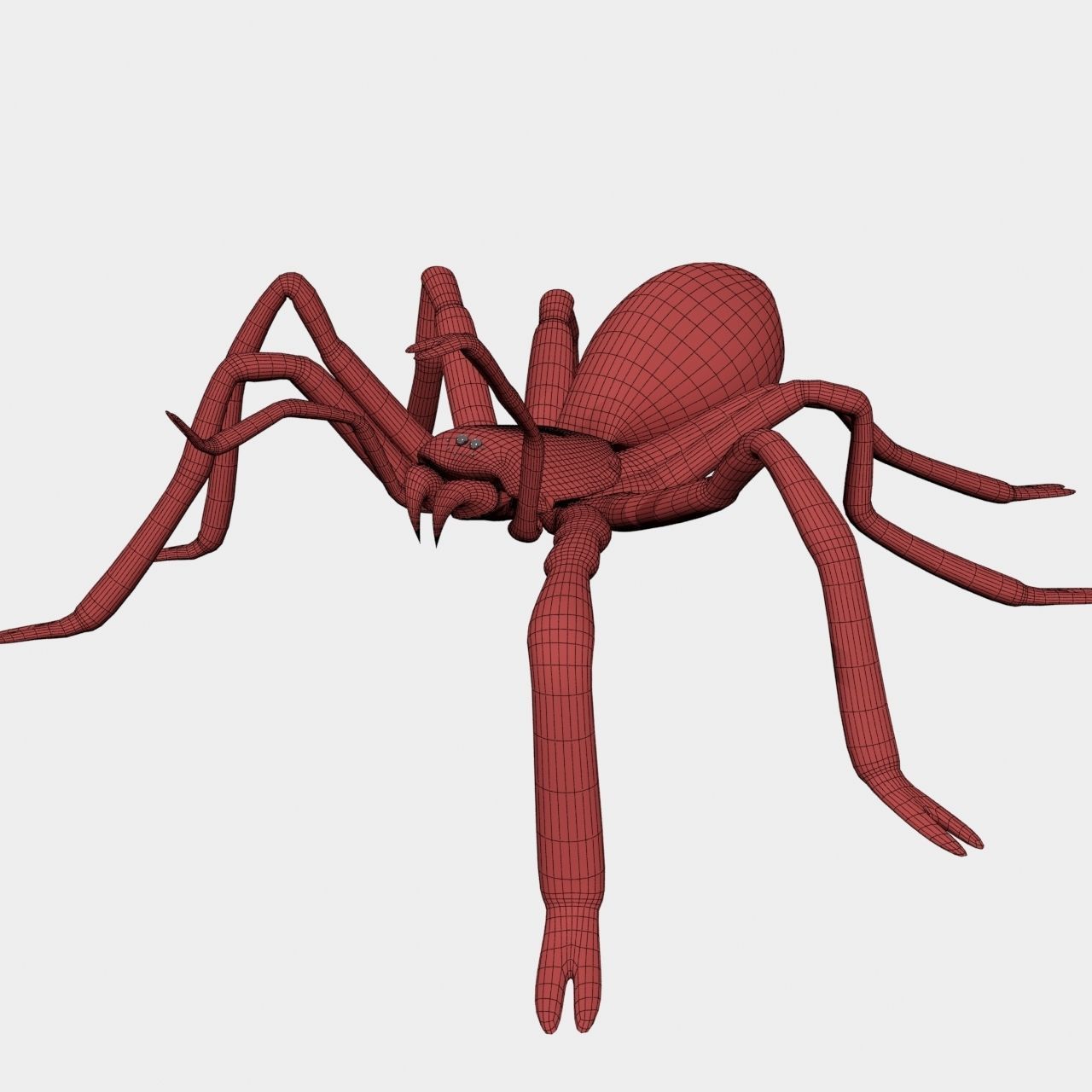High Quality Tiger Rump Tarantula Low-poly 3D model_16