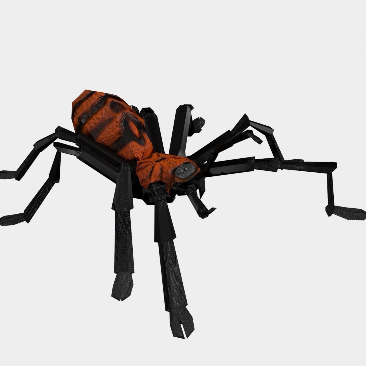 High Quality Tiger Rump Tarantula Low-poly 3D model_14