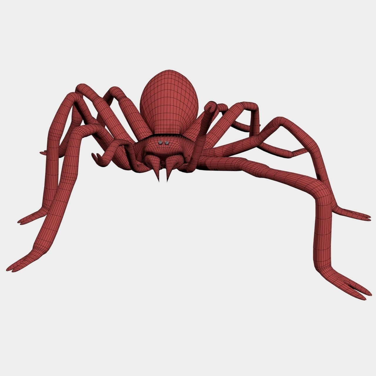 High Quality Tiger Rump Tarantula Low-poly 3D model_21