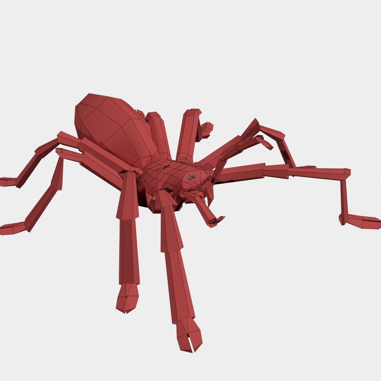 High Quality Tiger Rump Tarantula Low-poly 3D model_29