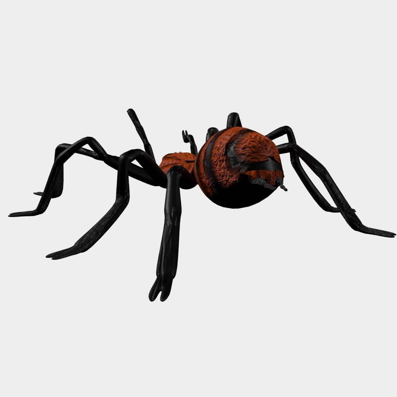 High Quality Tiger Rump Tarantula Low-poly 3D model_3