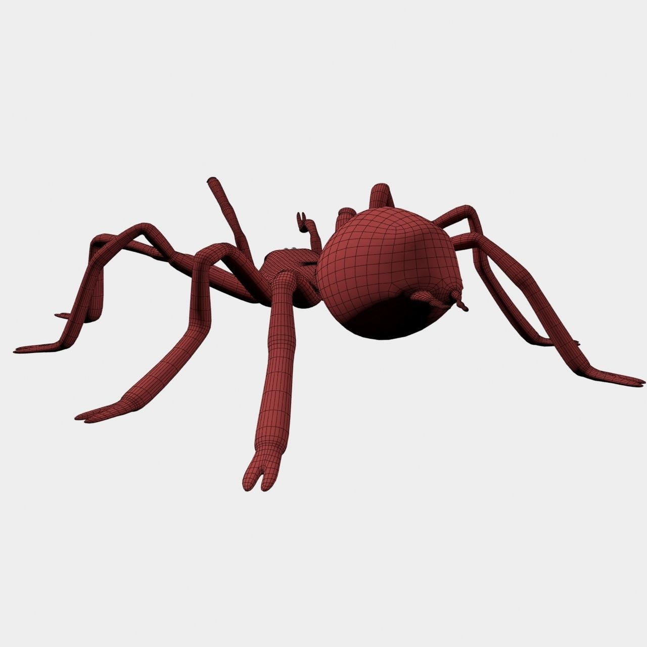 High Quality Tiger Rump Tarantula Low-poly 3D model_23