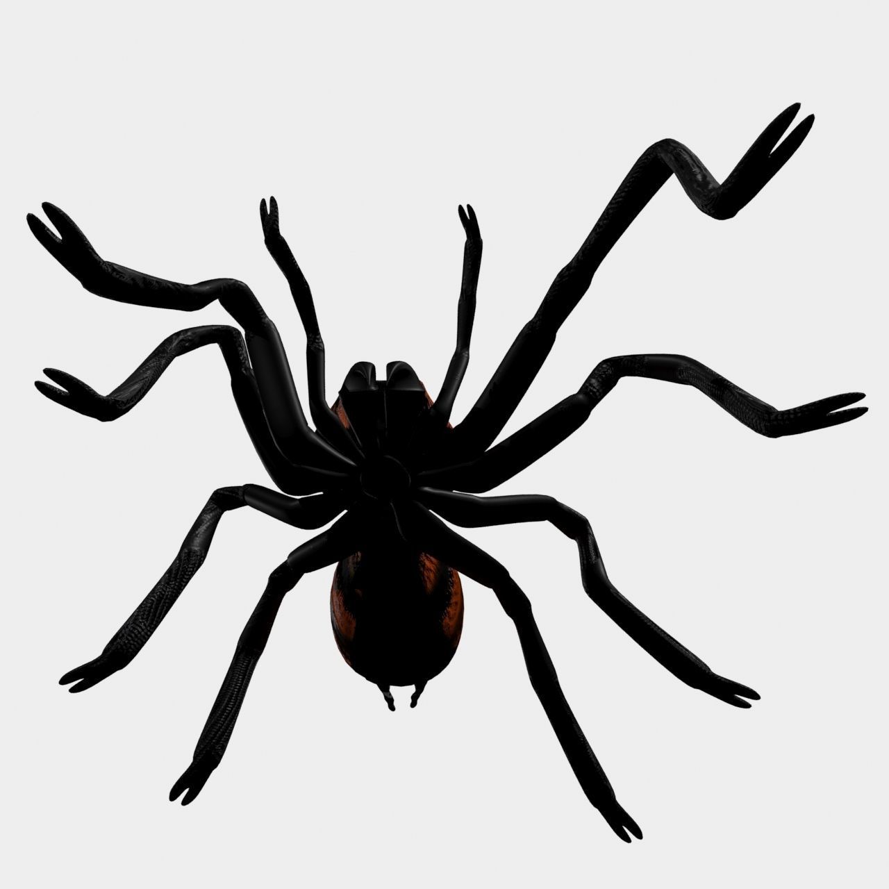 High Quality Tiger Rump Tarantula Low-poly 3D model_4