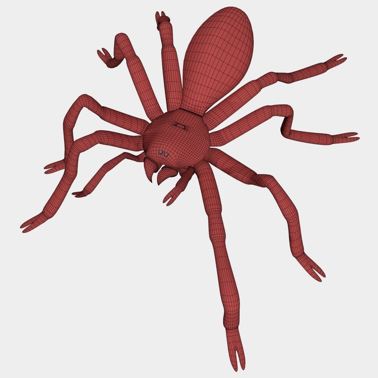 High Quality Tiger Rump Tarantula Low-poly 3D model_20