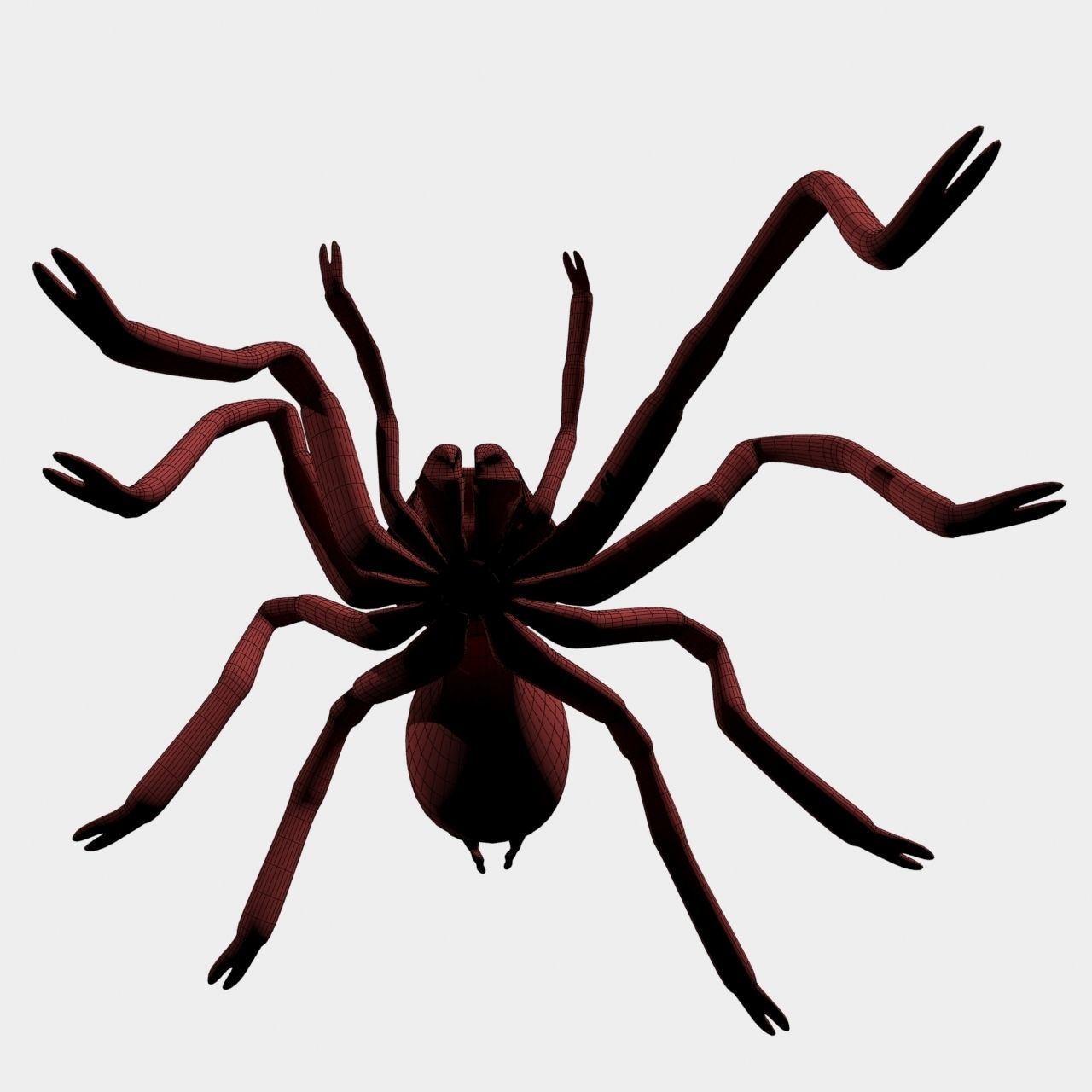 High Quality Tiger Rump Tarantula Low-poly 3D model_18