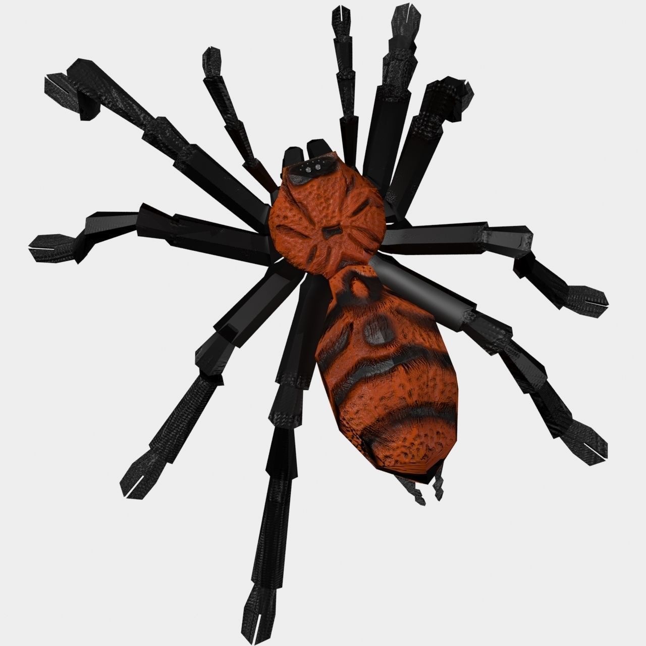 High Quality Tiger Rump Tarantula Low-poly 3D model_9