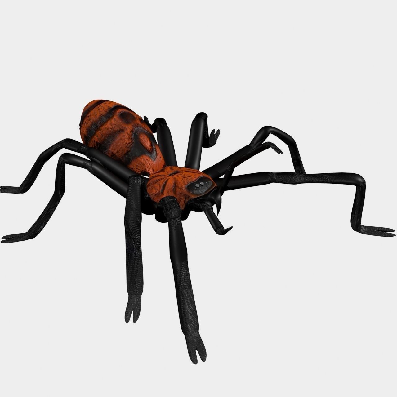 High Quality Tiger Rump Tarantula Low-poly 3D model_7
