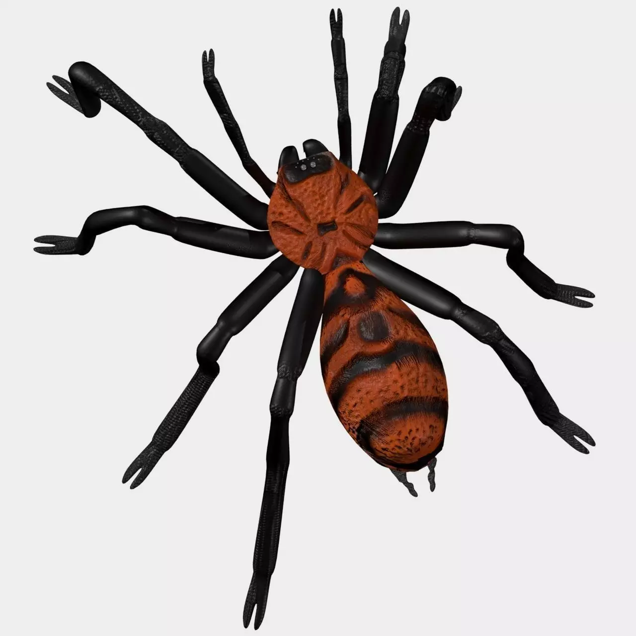 High Quality Tiger Rump Tarantula Low-poly 3D model_0