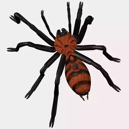 High Quality Tiger Rump Tarantula Low-poly 3D model