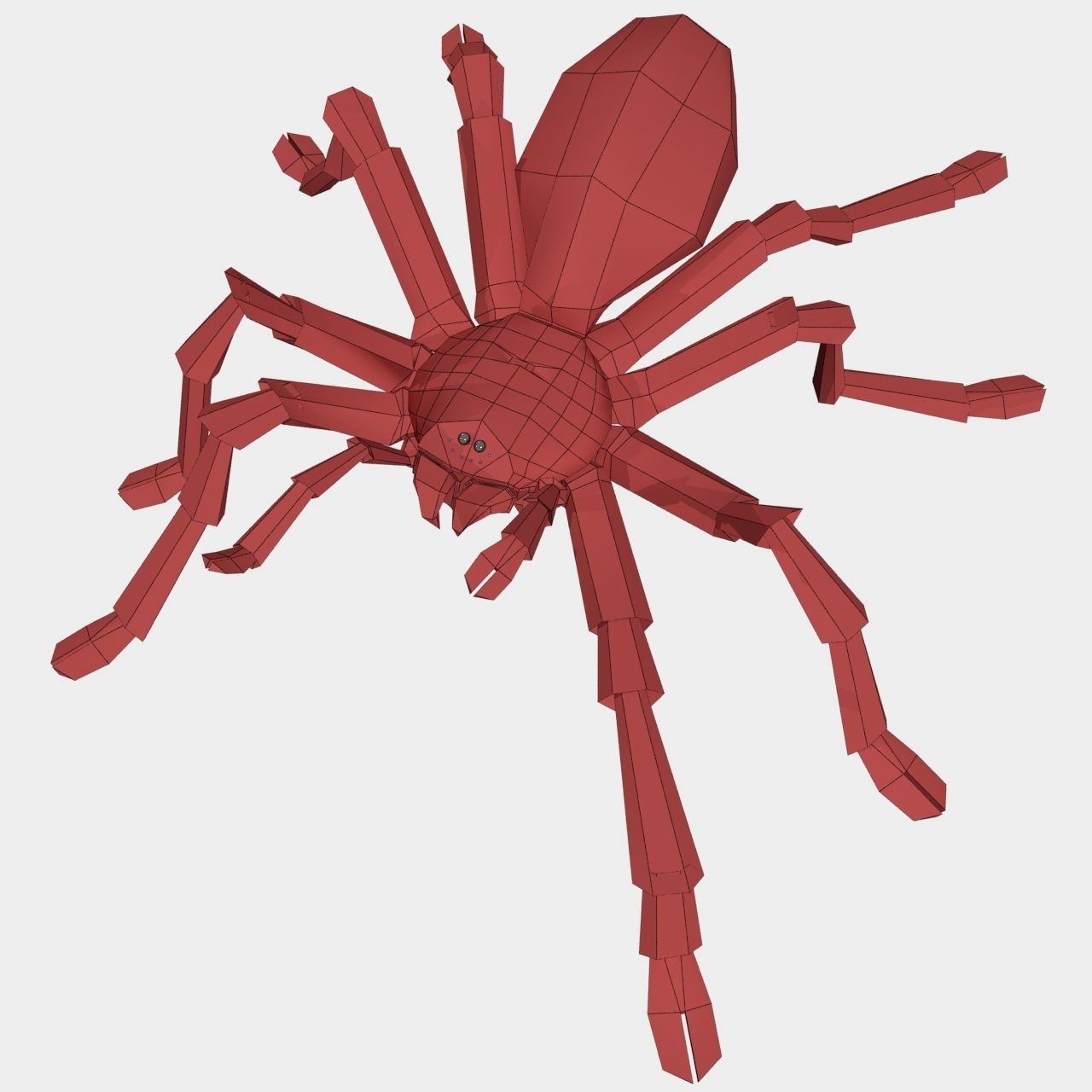 High Quality Tiger Rump Tarantula Low-poly 3D model_24
